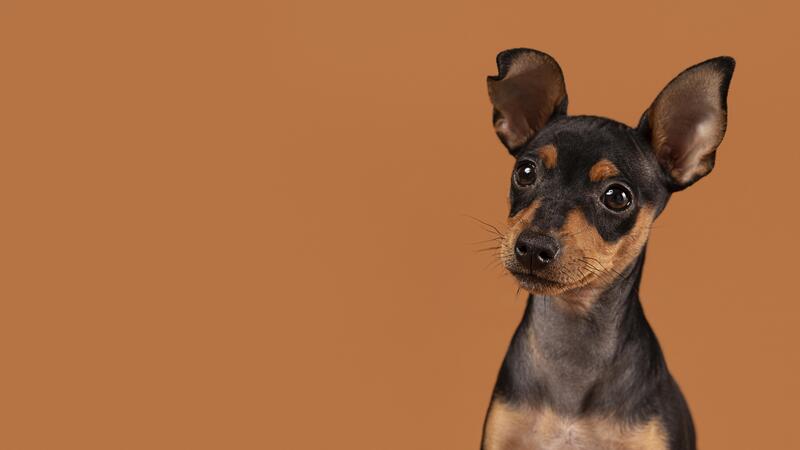 Antiparasitarios externos para perros: Cómo elegir el mejor
